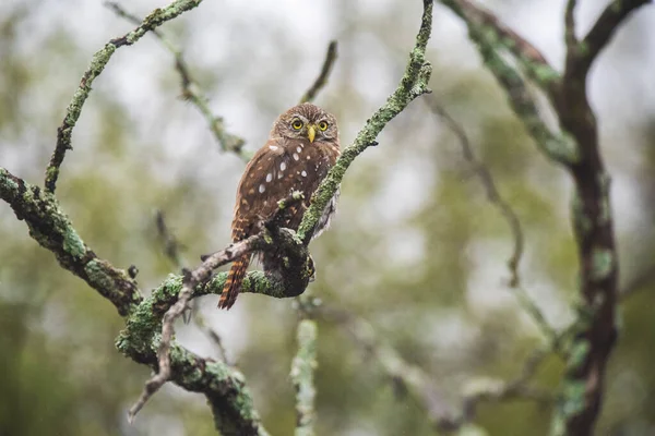 Ferruginous Pygmy Owl Glaucidium Brasilianum Calden Erdő Pampa Tartomány Patagónia — Stock Fotó