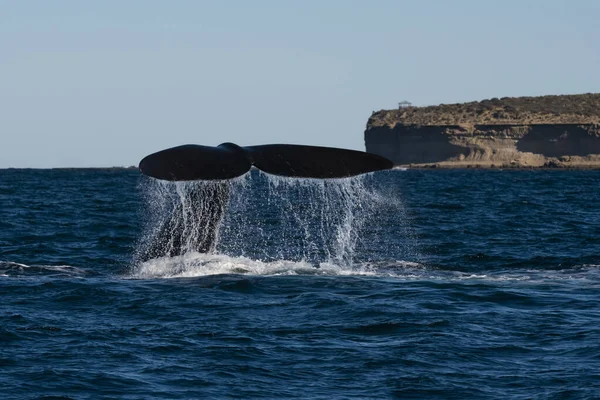 Queue Baleine Noire Espèce Voie Disparition Patagonie Argentine — Photo