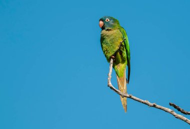 Blue Crown Parakeet, La Pampa Eyaleti, Patagonya, Arjantin
