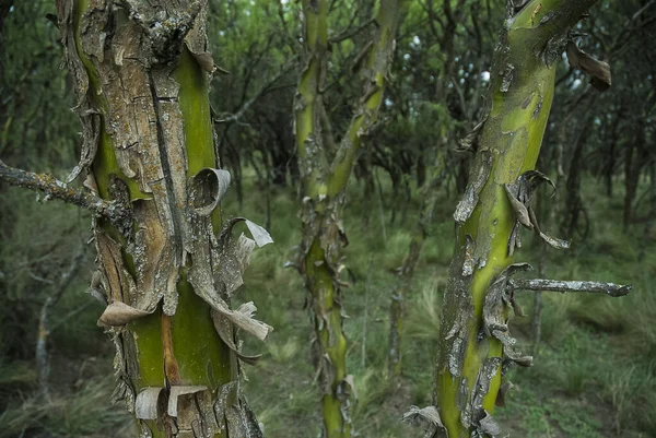 Chaar Tree Calden Forest Blommade Ren Pampa Argentina — Stockfoto