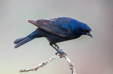 Calden Ormanı çevresindeki parlak inek kuşu, La Pampa Eyaleti, Patagonya, Arjantin.