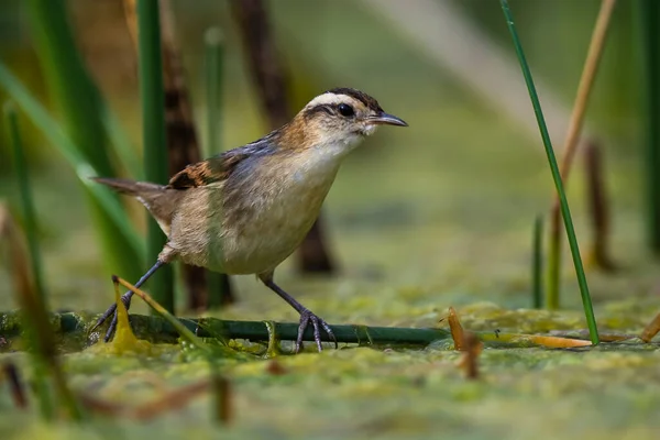 Wren Jako Rushbird Bažinatém Prostředí Patagonia Argentina — Stock fotografie