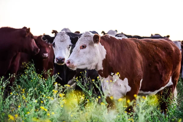 Lehmät Laiduntavat Pellolla Pampan Tasangolla Argentiinassa — kuvapankkivalokuva