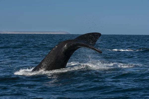 アルゼンチン パタゴニア 絶滅危惧種に指定されているクジラの尾の右側 — ストック写真