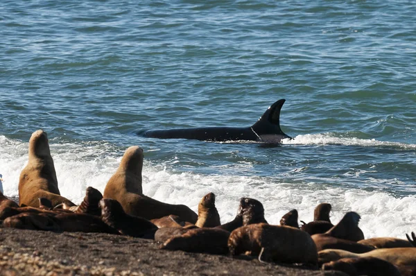 Killer Whale Orca Jacht Een Zeeleeuw Peninsula Valdes Patagonië Argentinië — Stockfoto