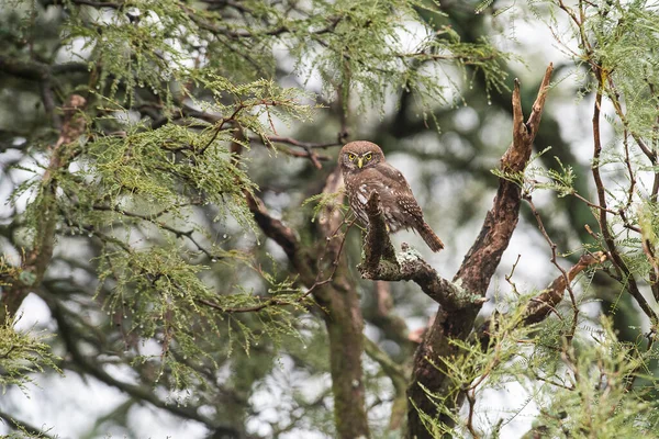 Ferruginous Pygmy Owl Glaucidium Brasilianum Calden Forest Pampa Patagonia Argentina — ストック写真
