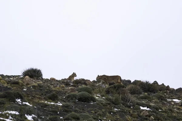 Puma Piedi Ambiente Montano Parco Nazionale Torres Del Paine Patagonia — Foto Stock