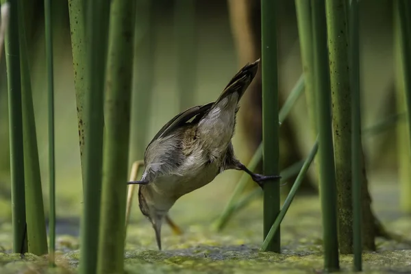 Wren Jako Rushbird Bažinatém Prostředí Patagonia Argentina — Stock fotografie