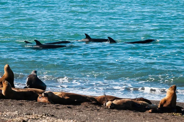 Killer Whale Orca Hunting Sea Lions Peninsula Valdes Patagonia Argentina — Stock Photo, Image