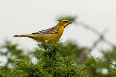 Sarı Kardinal, Gubernatrix Cristata, La Pampa, Arjantin 'de nesli tükenmekte olan türler