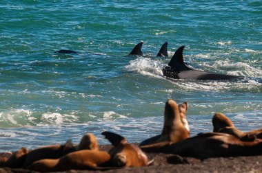 Katil Balina, Orca, deniz aslanı avlıyor, Yarımada Valdes, Patagonya Arjantin