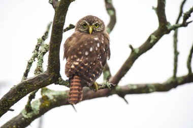 Ferruginous Pygme baykuşu, Glaucidium brasilianum, Calden Ormanı, La Pampa Eyaleti, Patagonya, Arjantin.