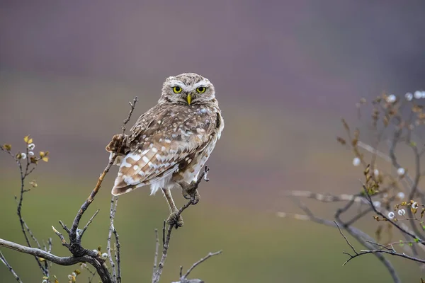 Burrowing Owl Provincie Pampa Patagonia Argentina — Stock fotografie