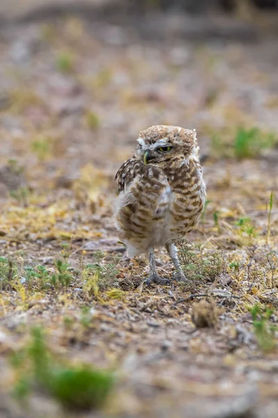 Burrowing Owl Perched Επαρχία Pampa Παταγονία Αργεντινή — Φωτογραφία Αρχείου