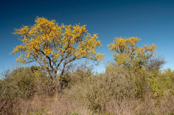Chaar Tree Calden Forest Kwitnące Wiosną Pampa Argentyna — Zdjęcie stockowe