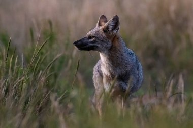 Pampas çimen ortamında Pampas Gri Tilkisi, La Pampa ili, Patagonya, Arjantin.
