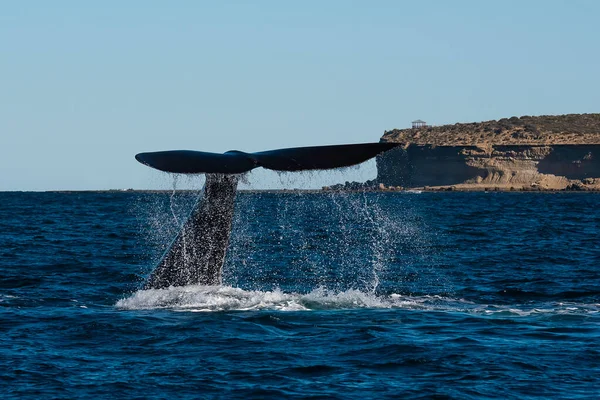 stock image Sohutern right whale tail lobtailing, endangered species, Patagonia,Argentina