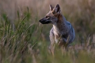 Pampas çimen ortamında Pampas Gri Tilkisi, La Pampa ili, Patagonya, Arjantin.