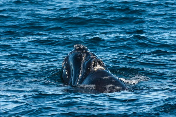 Sohutern Right Whale Breath Peninsula Valdes Patagonia Argentina — стокове фото