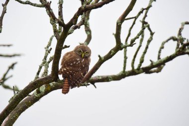 Ferruginous Pygme baykuşu, Glaucidium brasilianum, Calden Ormanı, La Pampa Eyaleti, Patagonya, Arjantin.