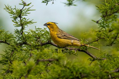 Sarı Kardinal, Gubernatrix Cristata, La Pampa, Arjantin 'de nesli tükenmekte olan türler