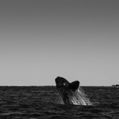 Sohutern sağ balina atlama, nesli tükenmekte olan türler, Patagonya, Arjantin