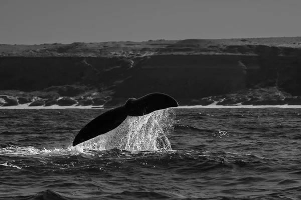 Sohutern right whale tail lobtailing, endangered species, Patagonia,Argentina