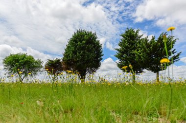 Çam ağacı manzarası, La Pampa Eyaleti, Patagonya, Arjantin.