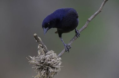 Calden Ormanı çevresindeki parlak inek kuşu, La Pampa Eyaleti, Patagonya, Arjantin.