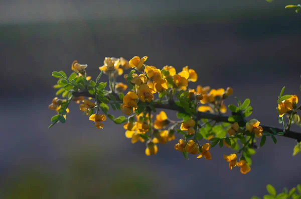 Chaar Baum Caldener Wald Blühte Frühling Pampa Argentinien — Stockfoto