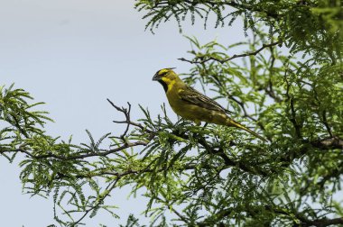 Sarı Kardinal, Gubernatrix Cristata, La Pampa, Arjantin 'de nesli tükenmekte olan türler