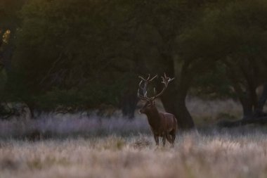 La Pampa 'da kızıl geyik, Arjantin, Parque Luro, Doğa Koruma Alanı