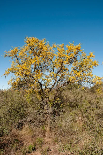 Chaar Tree Calden Forest Floresceu Primavera Pampa Argentina — Fotografia de Stock