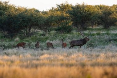 La Pampa 'da kızıl geyik, Arjantin, Parque Luro, Doğa Koruma Alanı