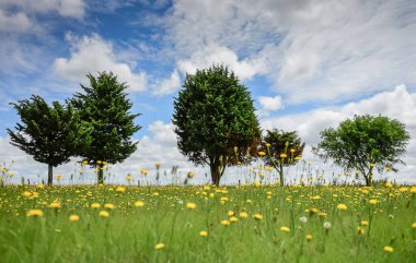 Çam ağacı manzarası, La Pampa Eyaleti, Patagonya, Arjantin.