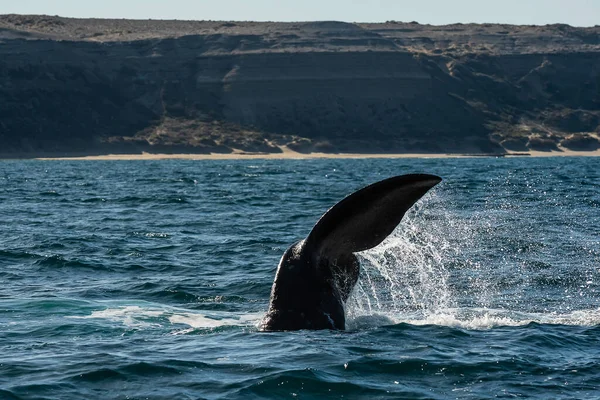 Coda Balena Franca Sohutern Lobtailing Specie Minacciate Patagonia Argentina — Foto Stock