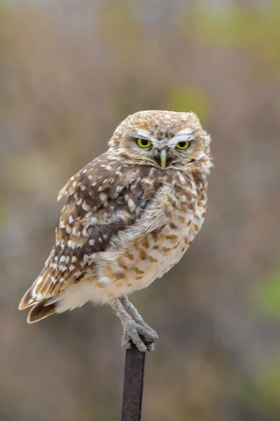 Burrowing Owl Perched Pampa Province Patagonia Argentina — Stock Photo, Image