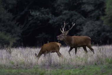 La Pampa 'da kızıl geyik, Arjantin, Parque Luro, Doğa Koruma Alanı