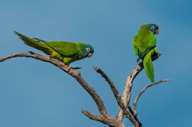 Blue crowned Parakeet,  La Pampa Province, Patagonia, Argentina clipart