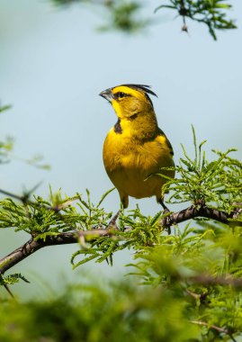 Sarı Kardinal, Gubernatrix Cristata, La Pampa, Arjantin 'de nesli tükenmekte olan türler