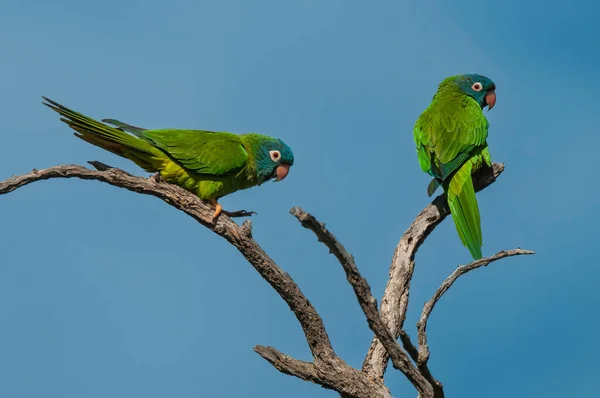 Blue Crowned Parakeet Provincie Pampa Patagonië Argentinië — Stockfoto