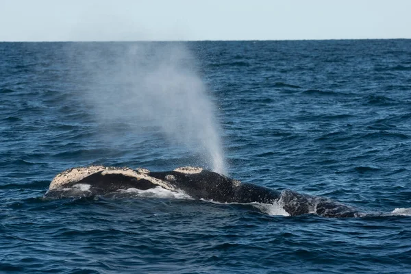 Sohutern Right Whale Whale Breathing Peninsula Valdes Patagonia Argentina — Stock Photo, Image