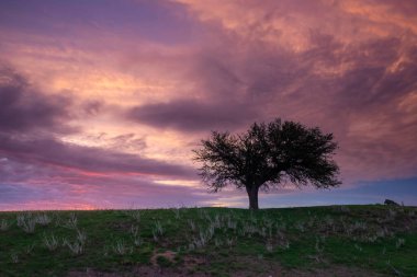 Günbatımı Calden ağacı manzarası, La Pampa ili, Patagonya, Arjantin.