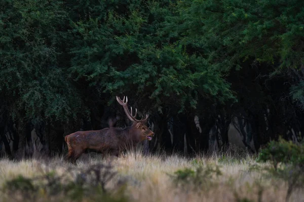Ciervos Rojos Pampa Argentina Parque Luro Reserva Natural —  Fotos de Stock