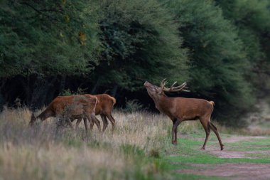 La Pampa 'da kızıl geyik, Arjantin, Parque Luro, Doğa Koruma Alanı