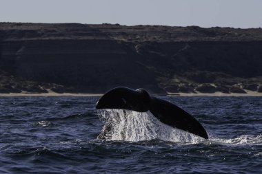 Sohutern sağ balina kuyruğu ıstakoz kuyruğu, nesli tükenmekte olan türler, Patagonya, Arjantin