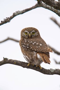 Ferruginous Pygme baykuşu, Glaucidium brasilianum, Calden Ormanı, La Pampa Eyaleti, Patagonya, Arjantin.
