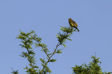 Saffron Finch (Sicalis flaveola) La Pampa, Arjantin