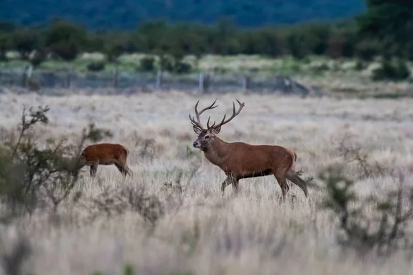 Ciervos Rojos Pampa Argentina Parque Luro Reserva Natural — Foto de Stock
