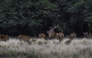 La Pampa 'da kızıl geyik, Arjantin, Parque Luro, Doğa Koruma Alanı